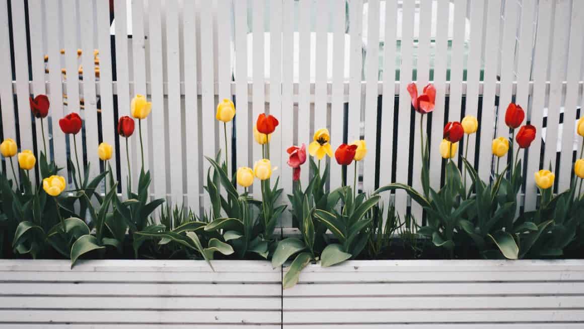 Slik tar du vare på blomstene i hagen din